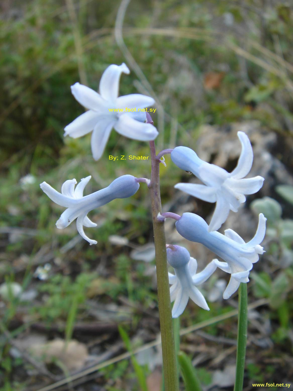 Hyacinthus orientalis L.
